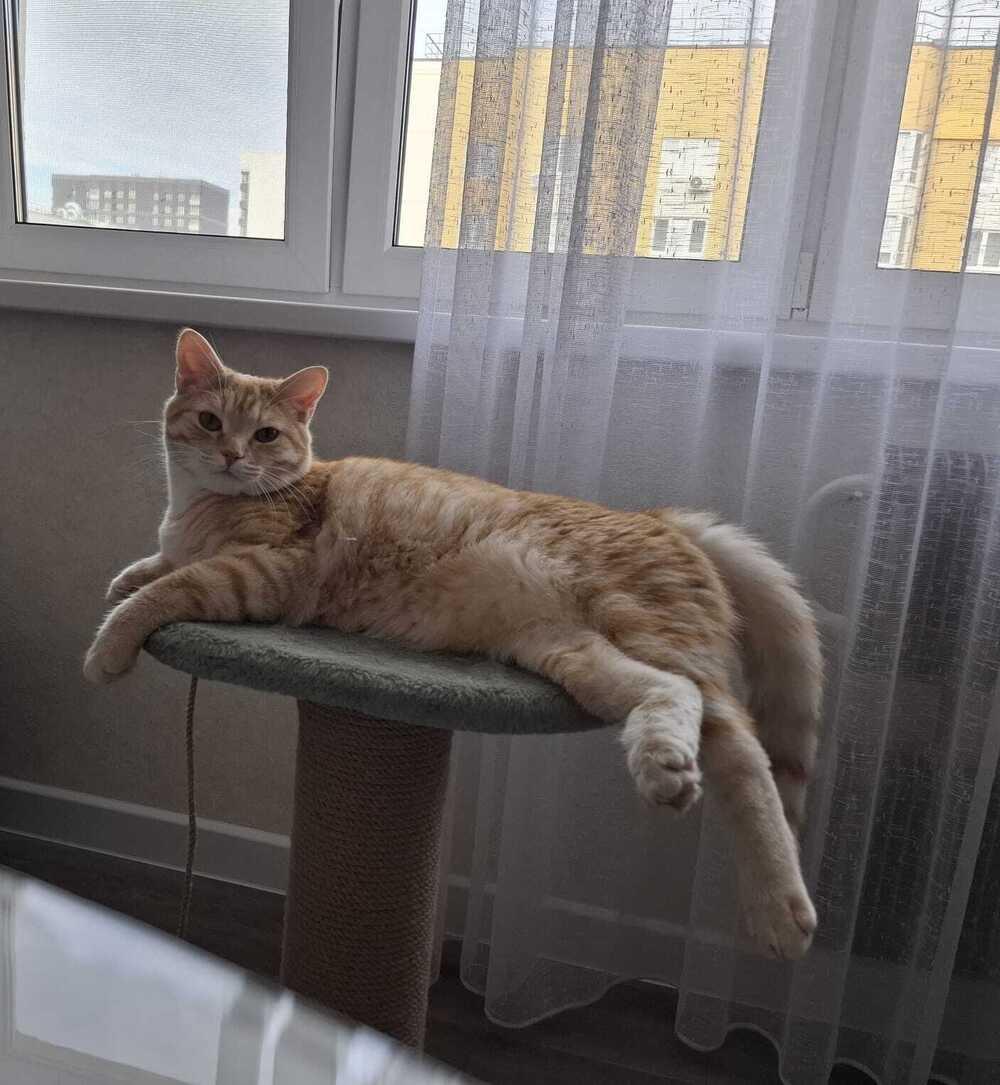 Фото Новосибирцы продемонстрировали своих питомцев в День рыжего кота 5 - Сиб.ФМ Фото Новосибирцы продемонстрировали своих питомцев в День рыжего кота 5