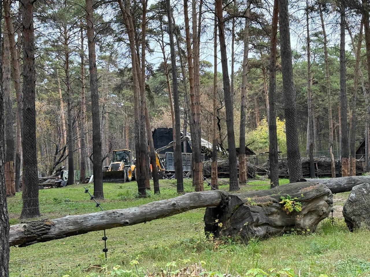 Фото «Больно терять животных!»: что происходит после пожара в зоопарке Новосибирска 2 - Сиб.ФМ Фото «Больно терять животных!»: что происходит после пожара в зоопарке Новосибирска 2