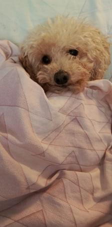 Фото Домашние питомцы в Новосибирске ищут тепло в первые заморозки 2 - Сиб.ФМ Фото Домашние питомцы в Новосибирске ищут тепло в первые заморозки 2