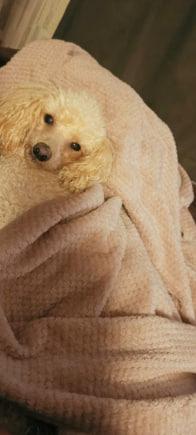 Фото Домашние питомцы в Новосибирске ищут тепло в первые заморозки 3 - Сиб.ФМ Фото Домашние питомцы в Новосибирске ищут тепло в первые заморозки 3