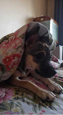 Фото Домашние питомцы в Новосибирске ищут тепло в первые заморозки 4 - Сиб.ФМ Фото Домашние питомцы в Новосибирске ищут тепло в первые заморозки 4