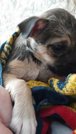 Фото Домашние питомцы в Новосибирске ищут тепло в первые заморозки 5 - Сиб.ФМ Фото Домашние питомцы в Новосибирске ищут тепло в первые заморозки 5