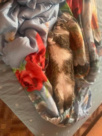 Фото Домашние питомцы в Новосибирске ищут тепло в первые заморозки 6 - Сиб.ФМ Фото Домашние питомцы в Новосибирске ищут тепло в первые заморозки 6