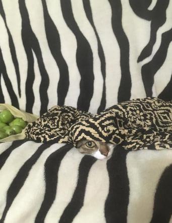 Фото Домашние питомцы в Новосибирске ищут тепло в первые заморозки 7 - Сиб.ФМ Фото Домашние питомцы в Новосибирске ищут тепло в первые заморозки 7