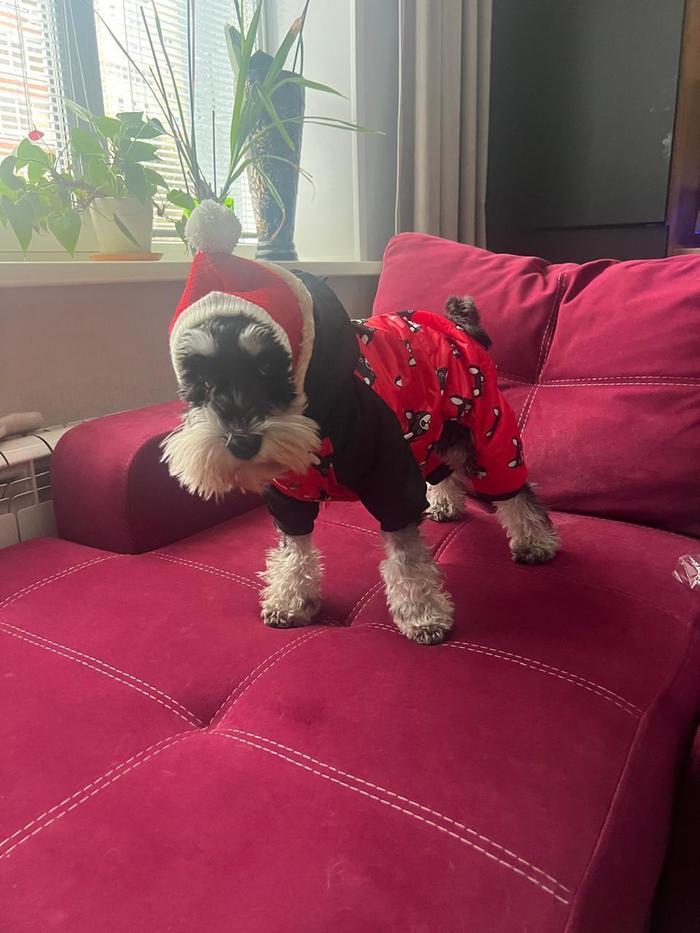Фото Мусе холодно: в Новосибирске домашние животные замерзают в квартирах 12 - Сиб.ФМ Фото Мусе холодно: в Новосибирске домашние животные замерзают в квартирах 12